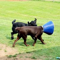 Bayliff Veterinary Services ico