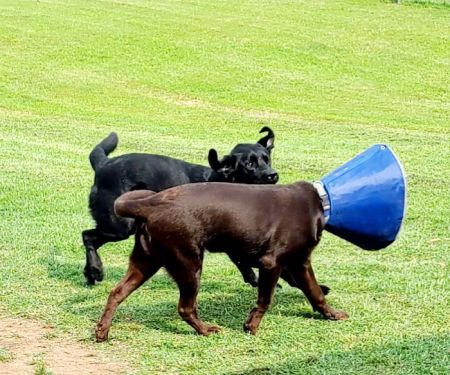 Bayliff Veterinary Services