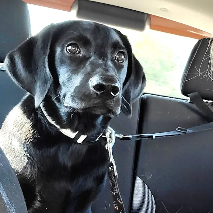 Bayliff Veterinary Services Picture 2