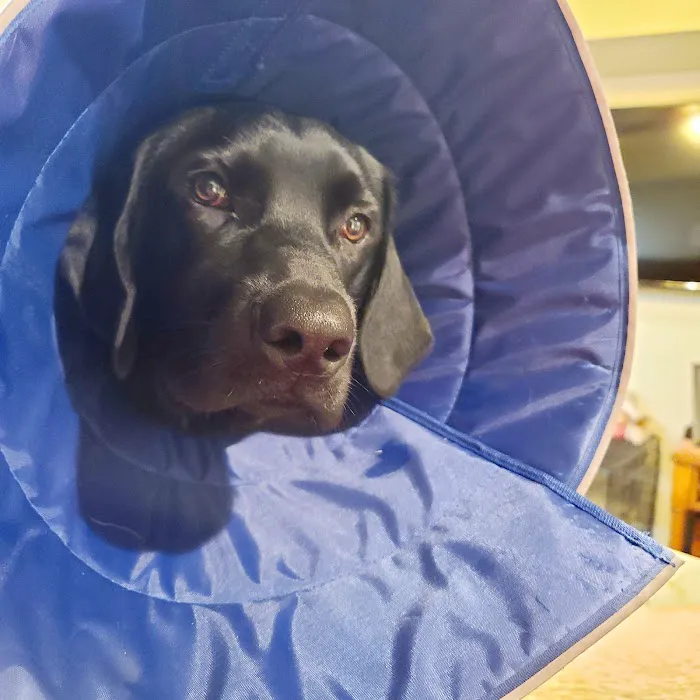 Bayliff Veterinary Services Picture 4