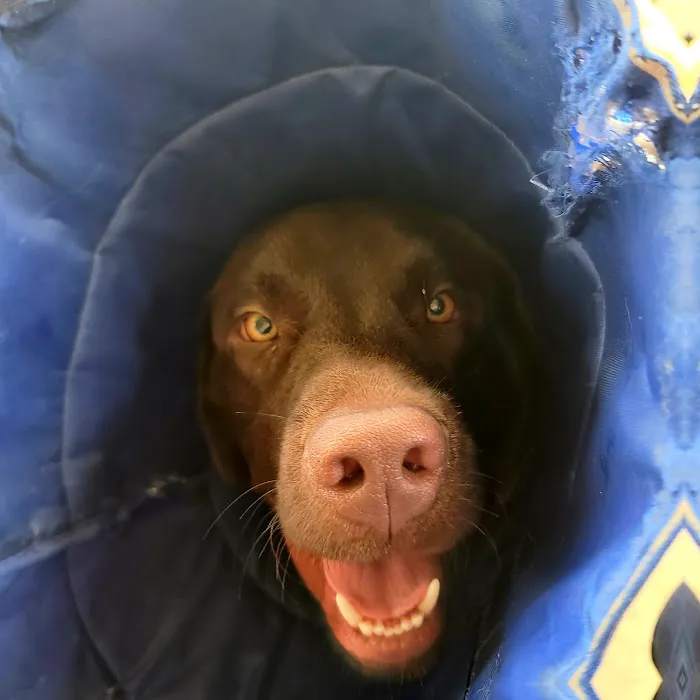 Bayliff Veterinary Services Picture 6