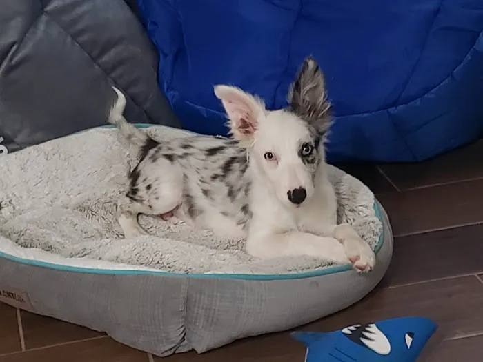 Bayliff Veterinary Services Picture 7