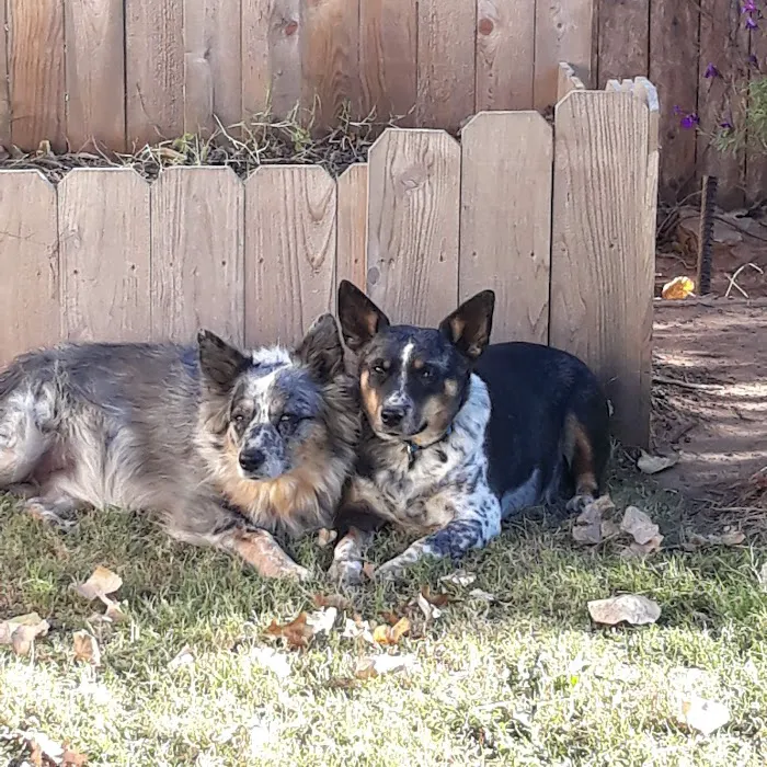 Bayliff Veterinary Services Picture 9