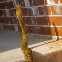 Dr. Nita McNeill ico