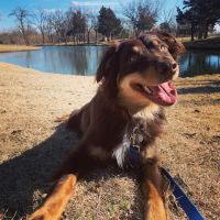 Mustang Animal Health Clinic ico