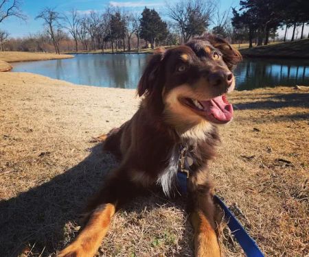 Mustang Animal Health Clinic