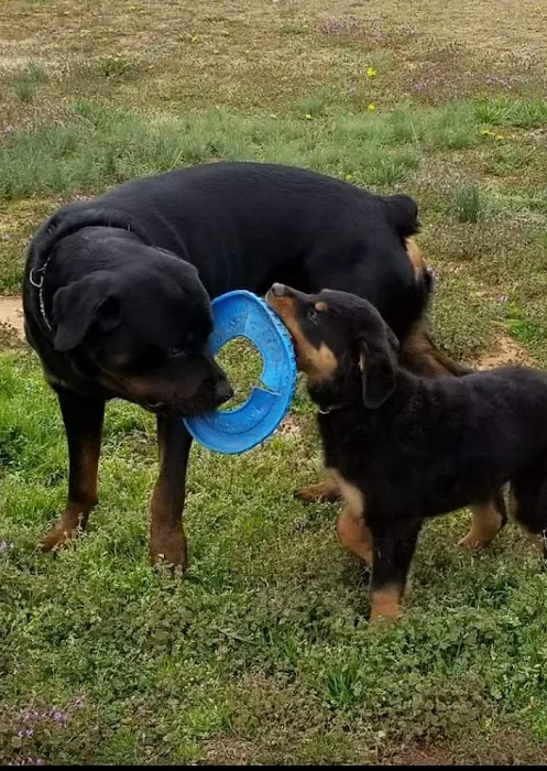 Mustang Animal Health Clinic Picture 8