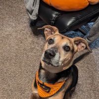 Dr. Terry Wood, DVM ico