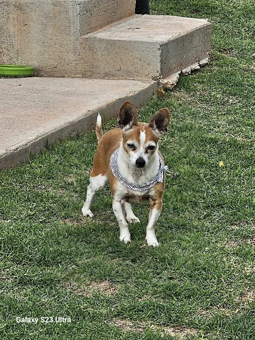 Dr. Terry Wood, DVM Picture 4