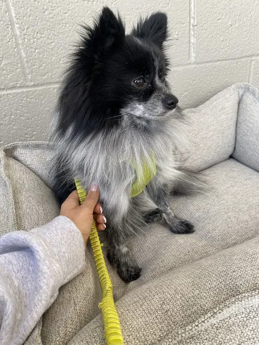 Dr. Terry Wood, DVM Picture 7