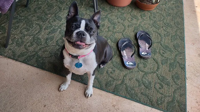 Dr. Terry Wood, DVM Picture 8