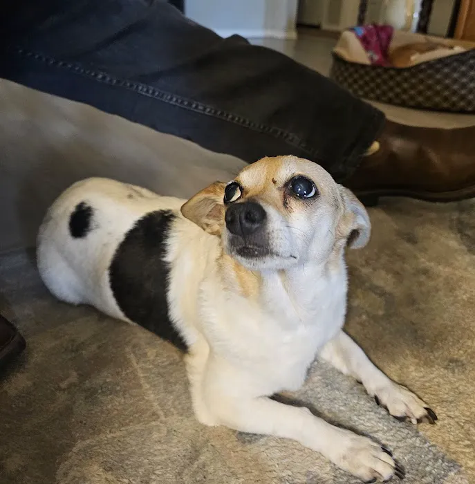 Dr. Terry Wood, DVM Picture 9