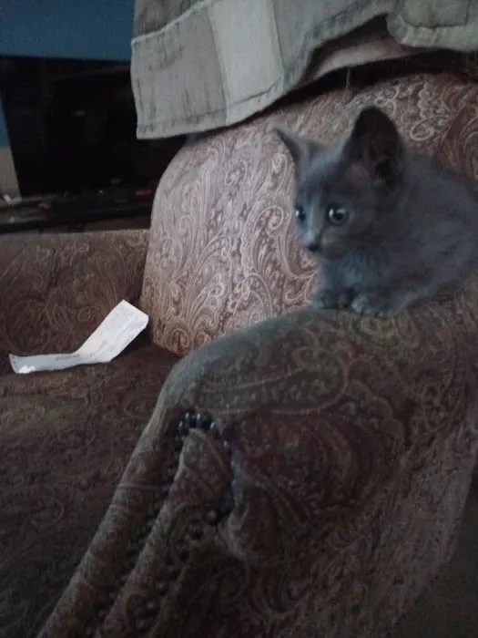 Yukon Pet Care Clinic Picture 2