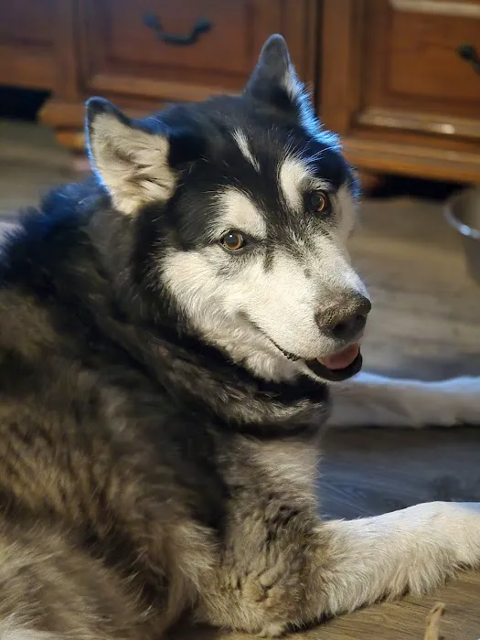 Yukon Pet Care Clinic Picture 9