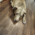 Yukon Veterinary Hospital