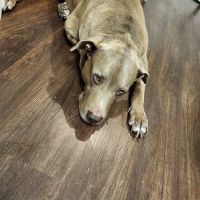 Yukon Veterinary Hospital ico