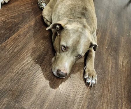 Yukon Veterinary Hospital