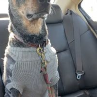 West Yukon Animal Hospital ico