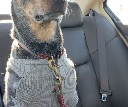 West Yukon Animal Hospital