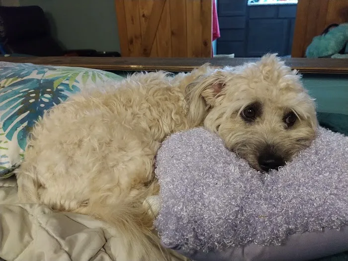 West Yukon Animal Hospital: Epperson T K DVM Picture 3