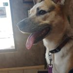 West Yukon Animal Hospital: Epperson T K DVM