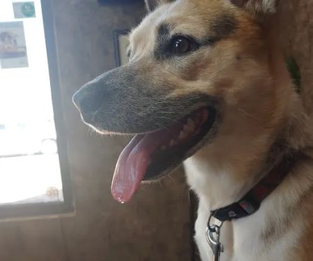 West Yukon Animal Hospital: Epperson T K DVM