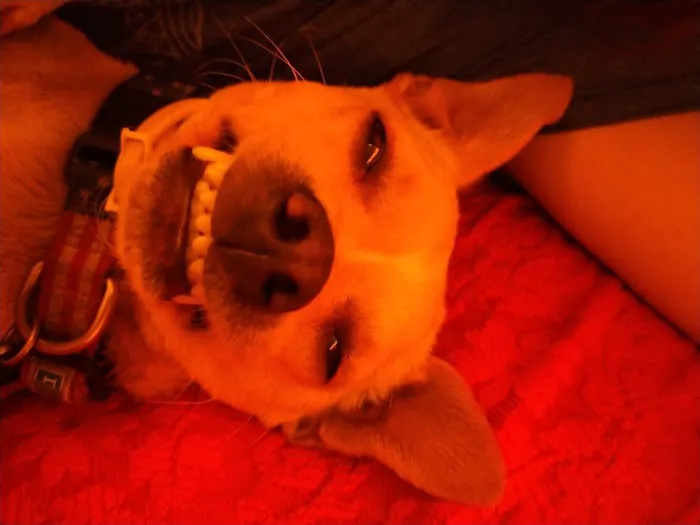 West Yukon Animal Hospital: Epperson T K DVM Picture 5