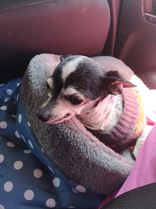 West Yukon Animal Hospital: Epperson T K DVM Picture 6