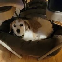 Banfield Pet Hospital ico