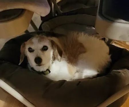 Banfield Pet Hospital