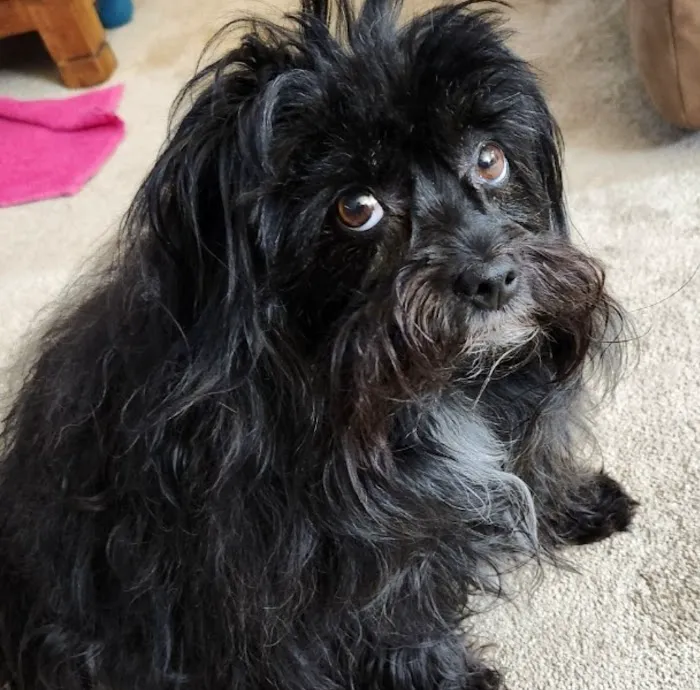 Banfield Pet Hospital Picture 7