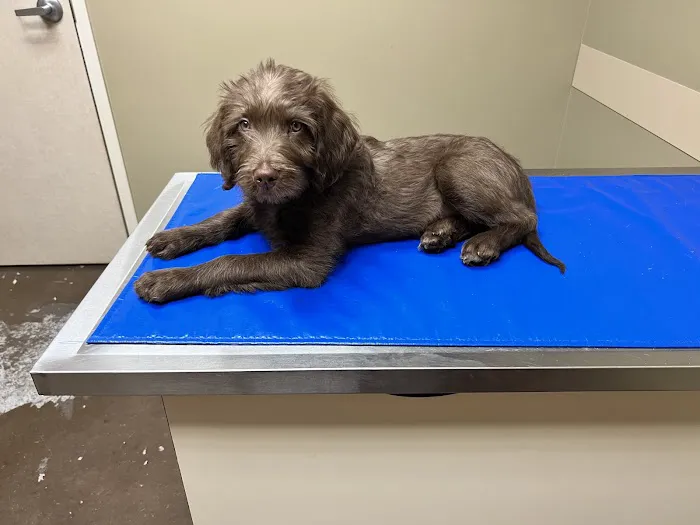 Yukon Hills Animal Hospital Picture 2