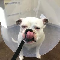 Yukon Hills Animal Hospital ico