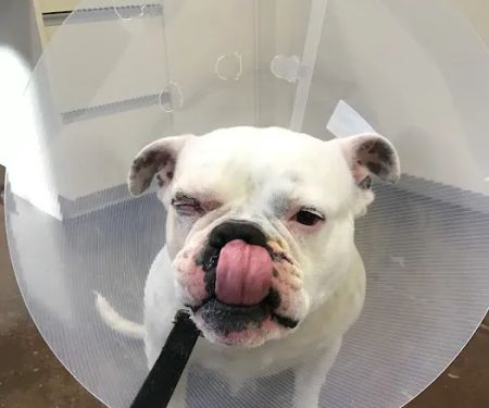 Yukon Hills Animal Hospital