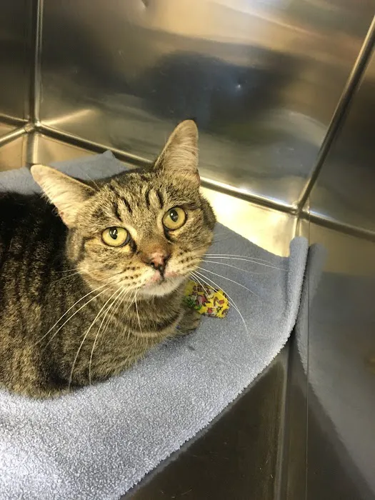 Yukon Hills Animal Hospital Picture 10