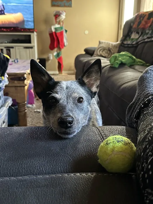 All Better Veterinary Hospital Picture 4