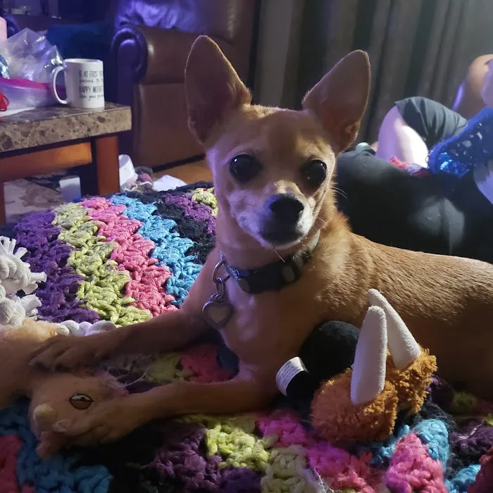 All Better Veterinary Hospital Picture 3