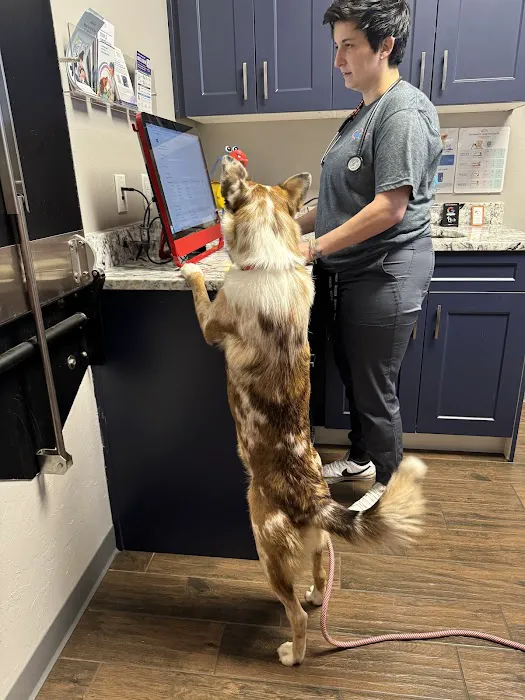 All Better Veterinary Hospital Picture 6