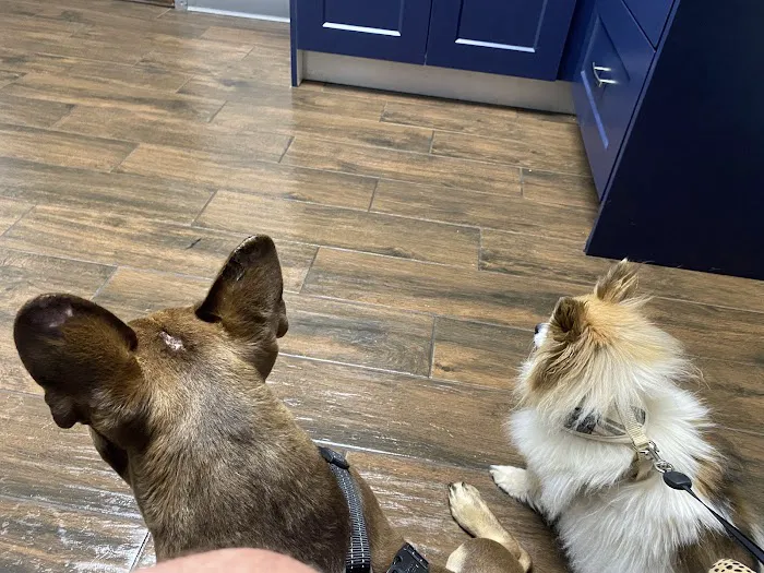 All Better Veterinary Hospital Picture 7