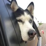 Steinert Veterinary Clinic