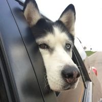 Steinert Veterinary Clinic ico