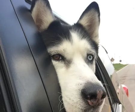 Steinert Veterinary Clinic