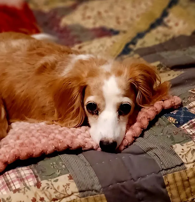 Steinert Veterinary Clinic Picture 4