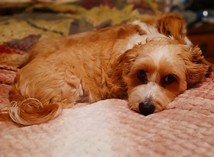 Steinert Veterinary Clinic Picture 6