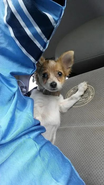 Steinert Veterinary Clinic Picture 7