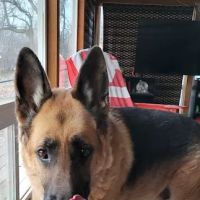 Great Plains Veterinary Services ico