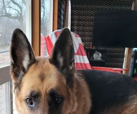 Great Plains Veterinary Services