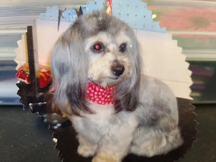 Great Plains Veterinary Services Picture 2