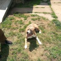 Washita Veterinary Hospital ico