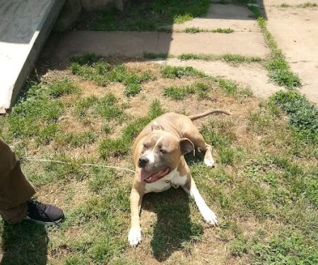 Washita Veterinary Hospital